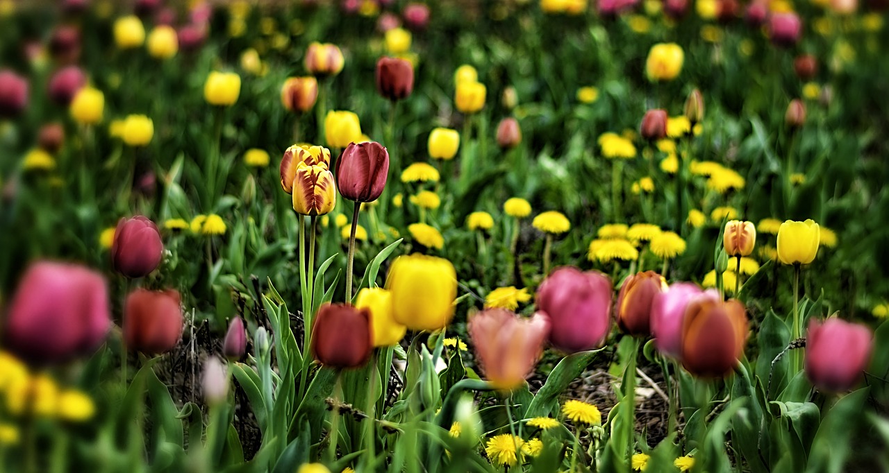 tulips  field  flowers free photo