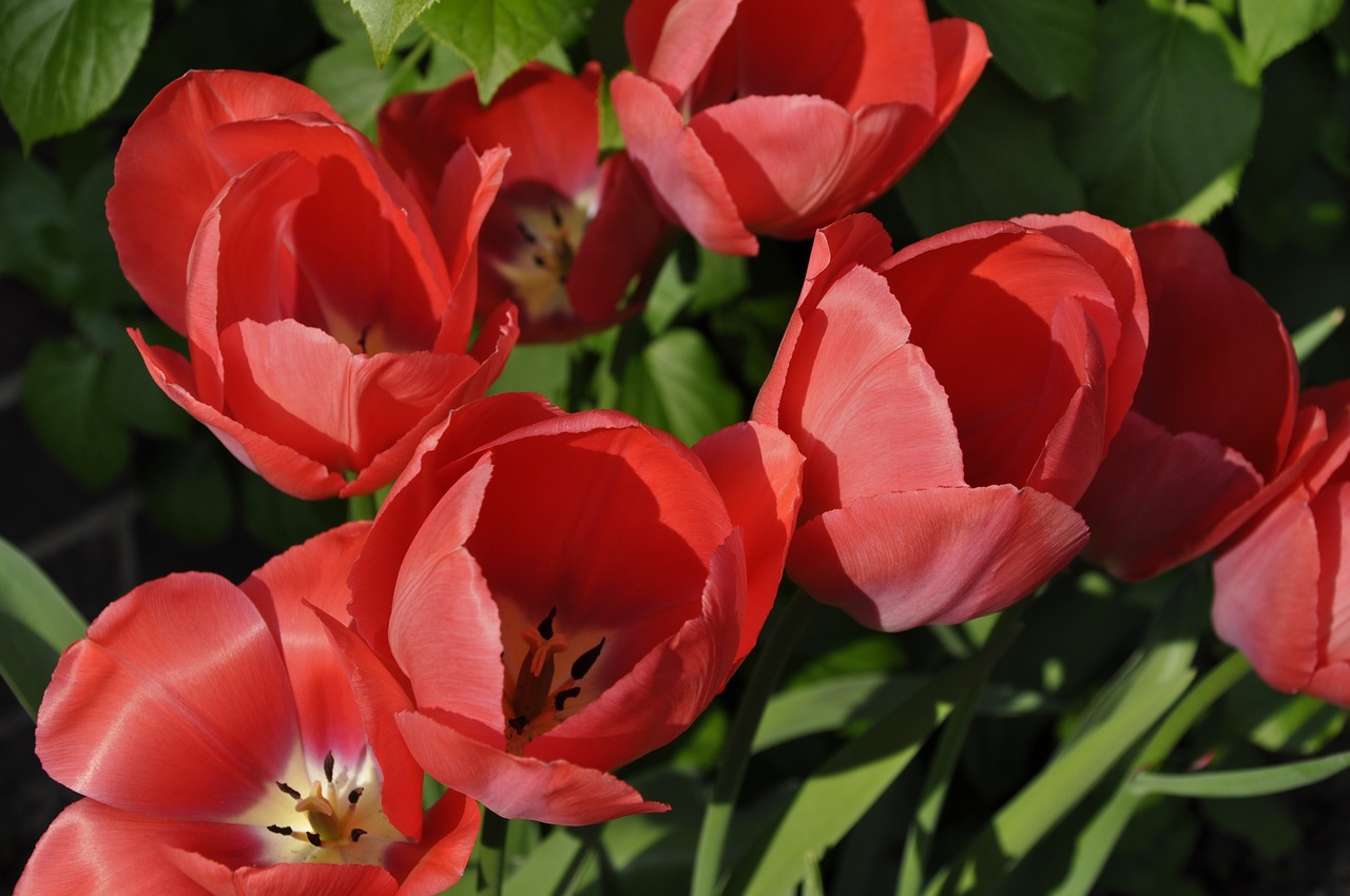 tulips  red  flowers free photo