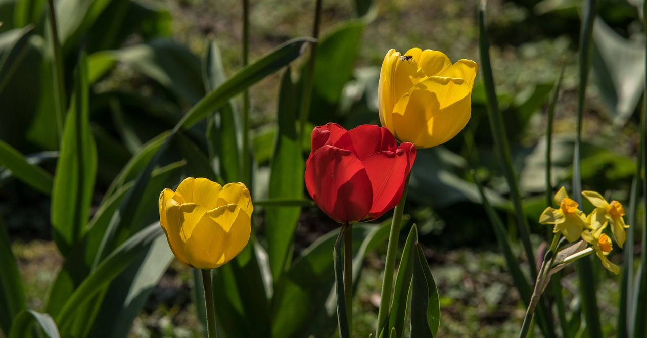 tulips  flower  spring free photo