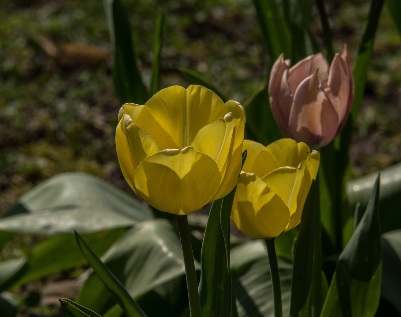 tulips  flower  spring free photo