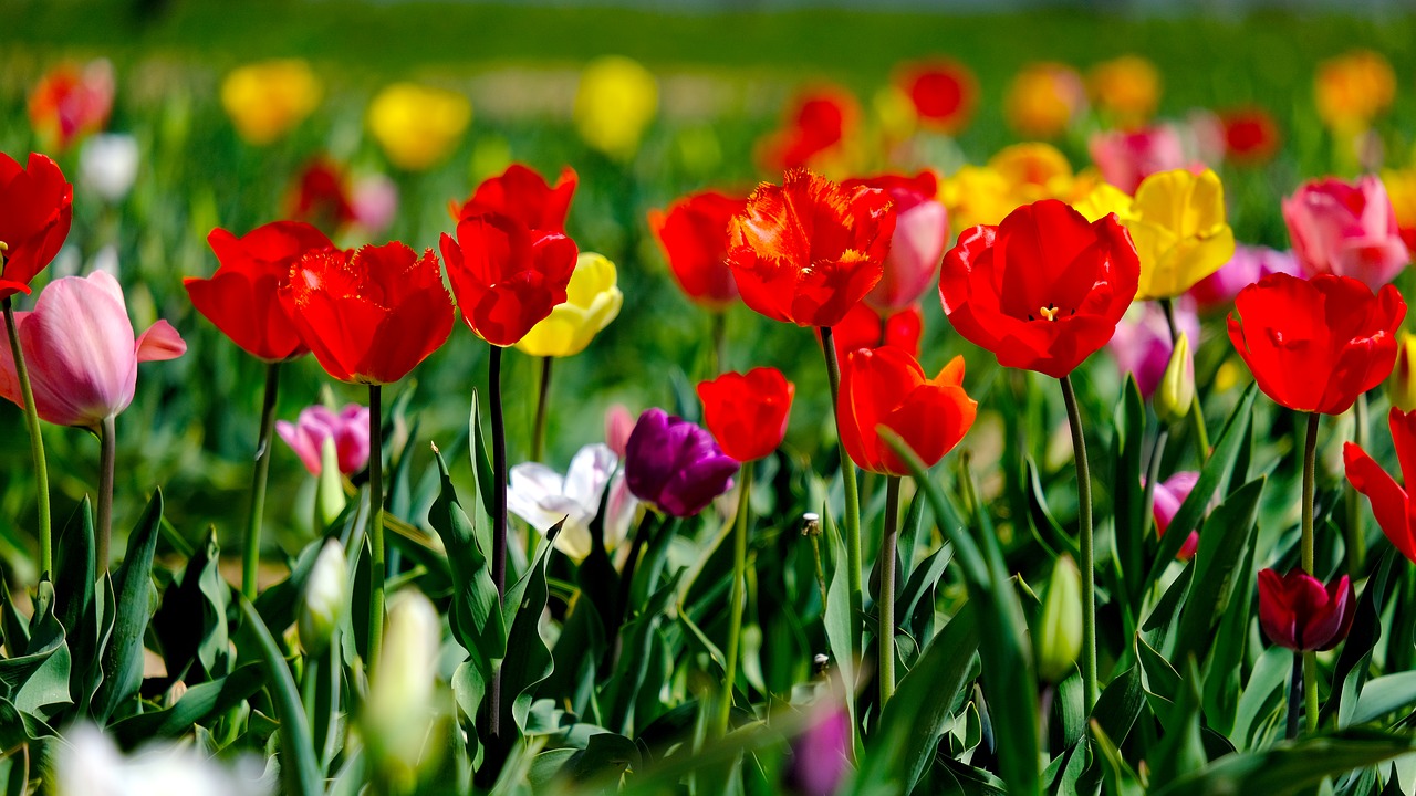 tulips  colorful  flowers free photo