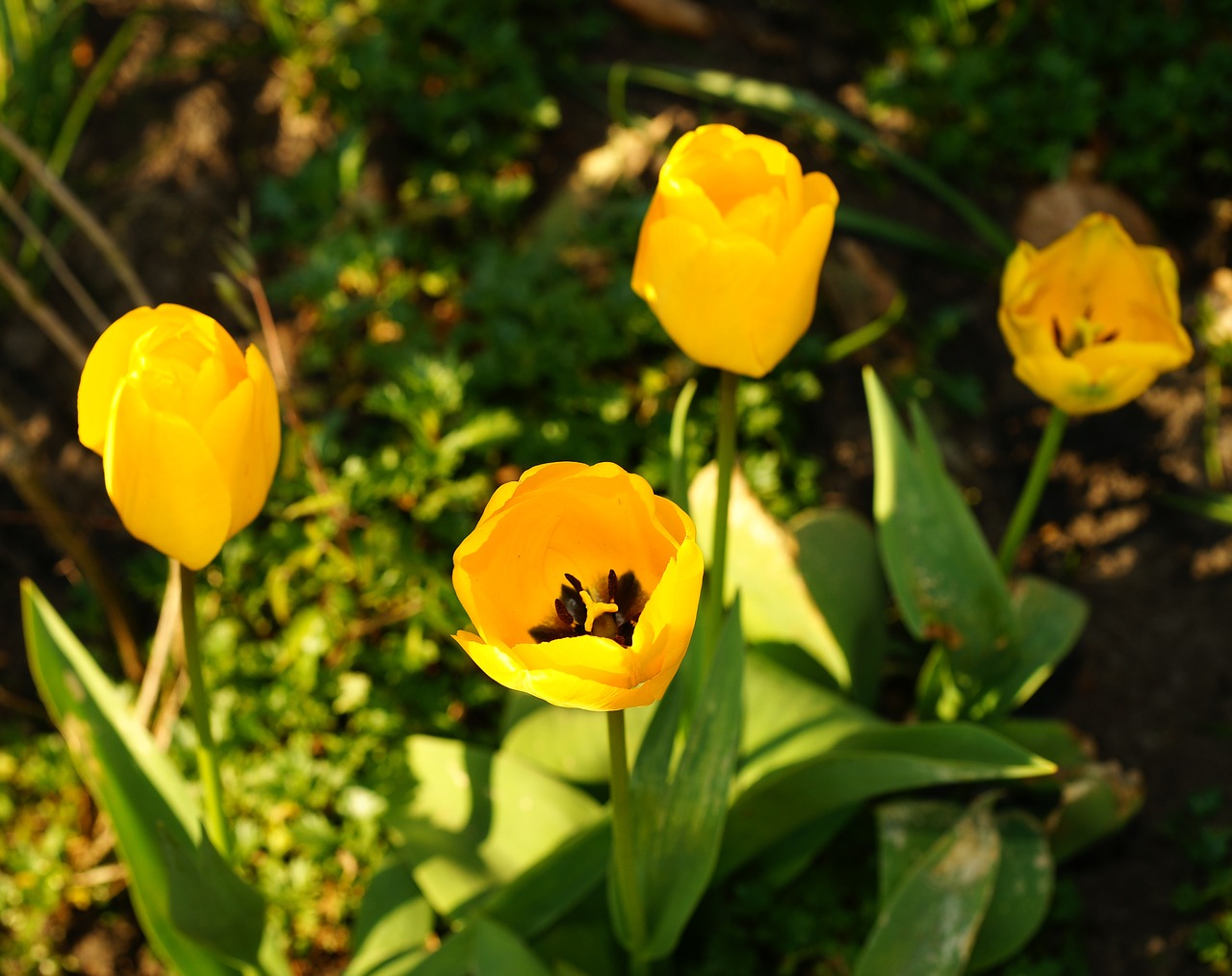 tulips  yellow  spring free photo