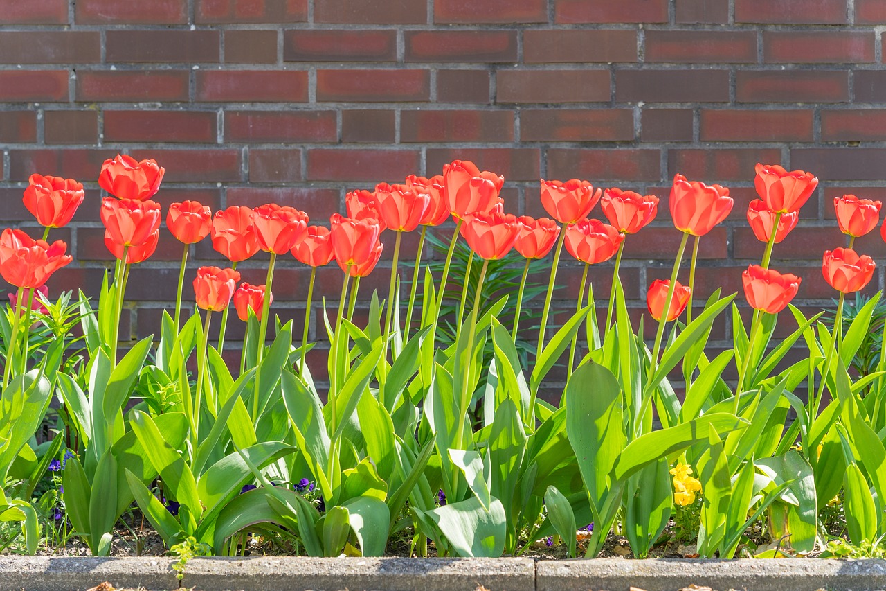 tulips  spring  flowers free photo