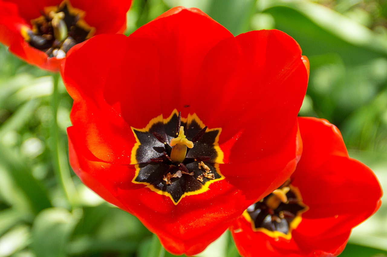 tulips  flowers  red free photo