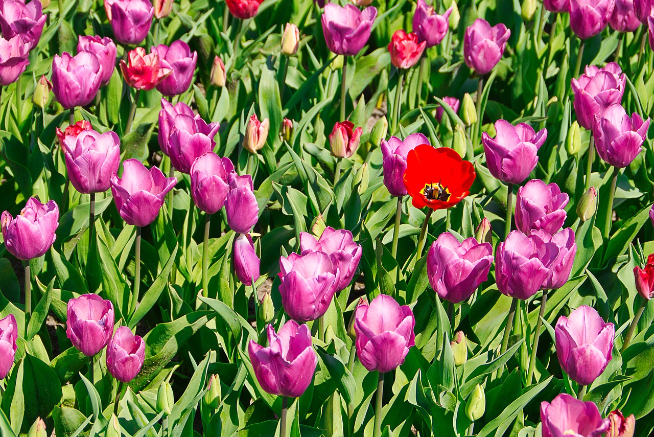 tulips  field  pink free photo