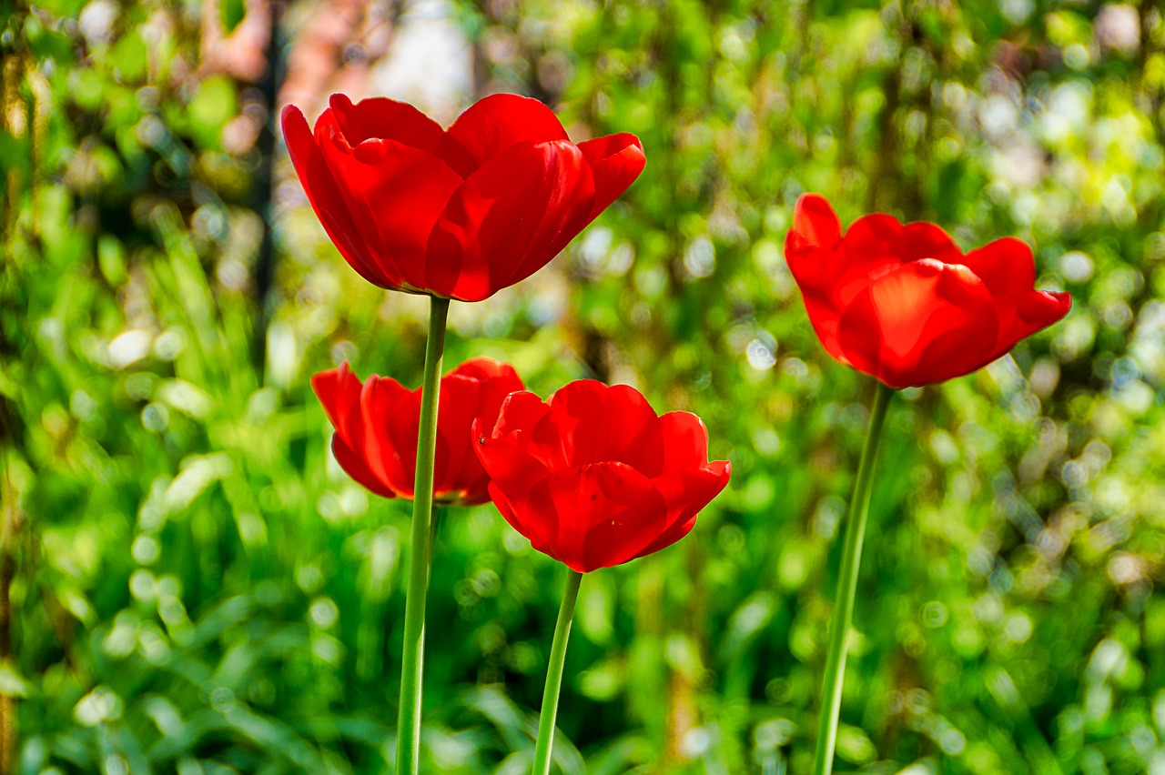 tulips  blossom  bloom free photo