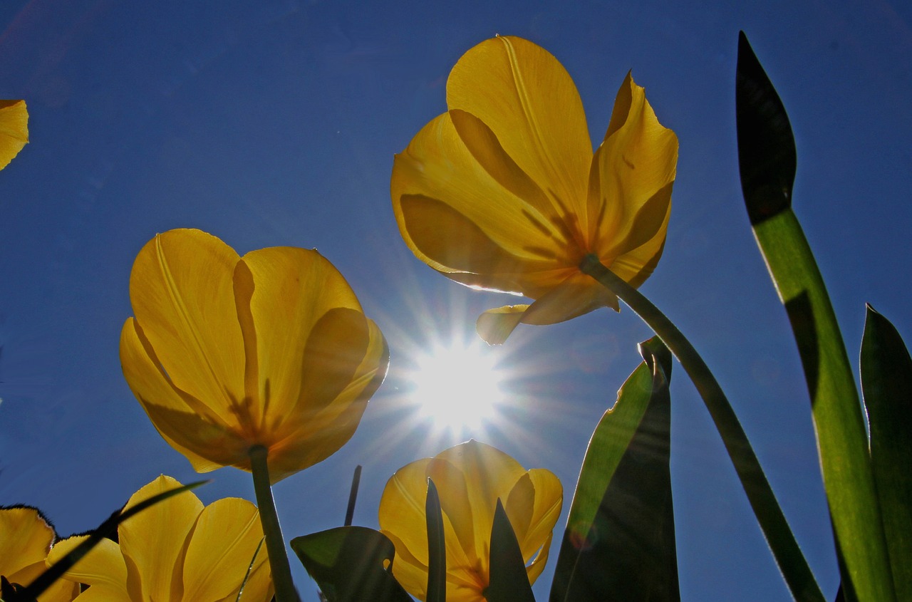 tulips  garden flowers  sun free photo