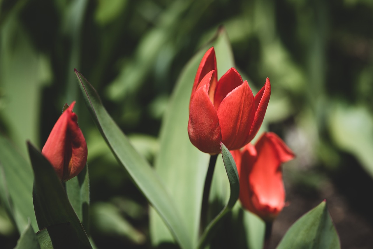 tulips  red  small free photo