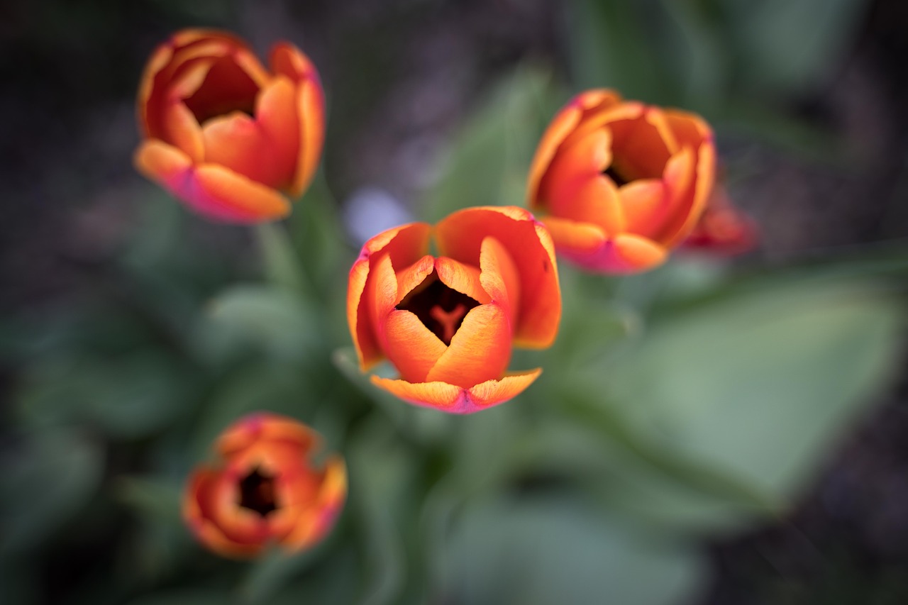 tulips  tulip flower  bloom free photo