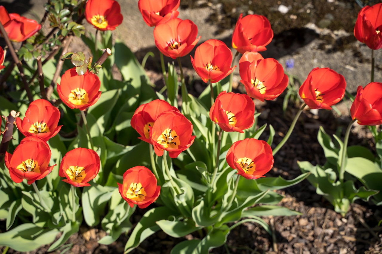 tulips  tulip flower  bloom free photo