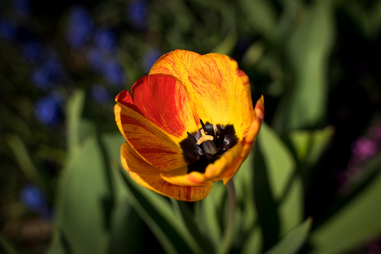 tulips  tulip flower  bloom free photo