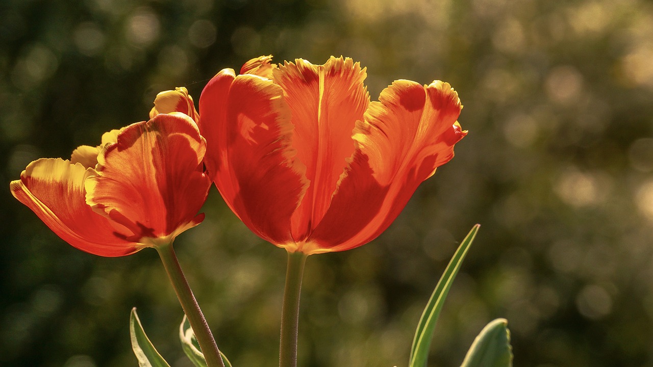 tulips  flowers  spring free photo