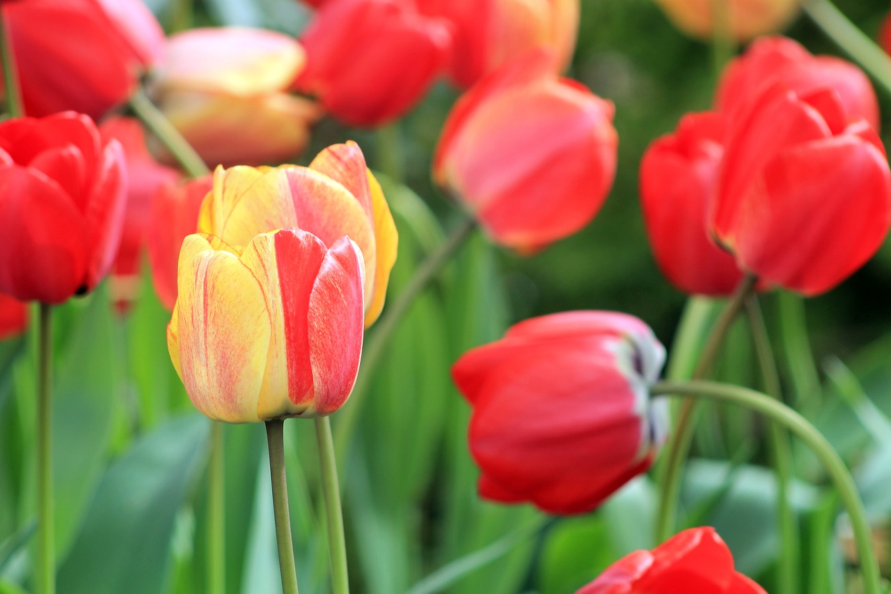 tulips  spring  flowers free photo