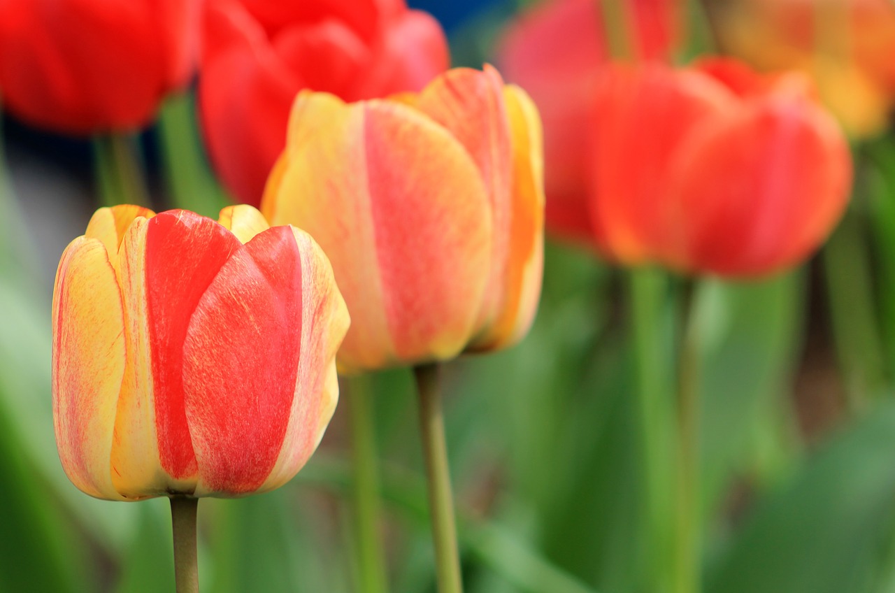 tulips  spring  flowers free photo