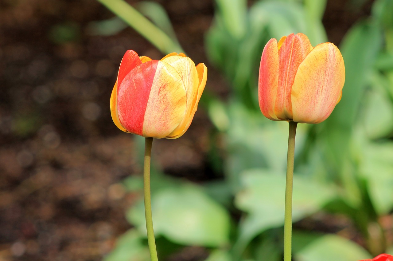 tulips  spring  flowers free photo