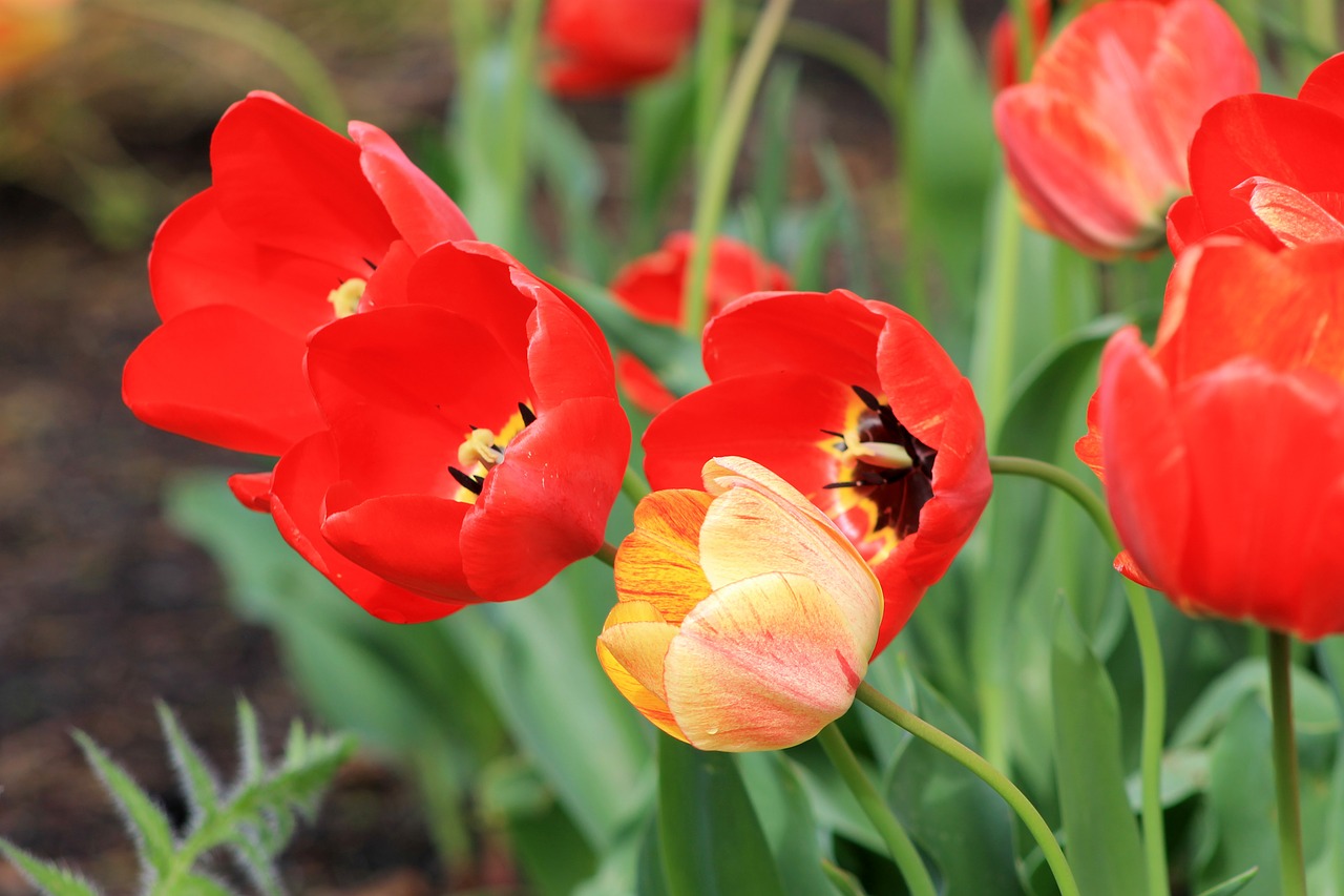 tulips  spring  flowers free photo