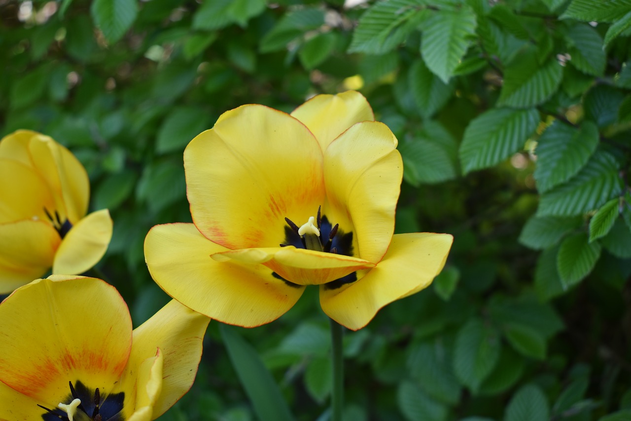 tulips  garden  spring free photo