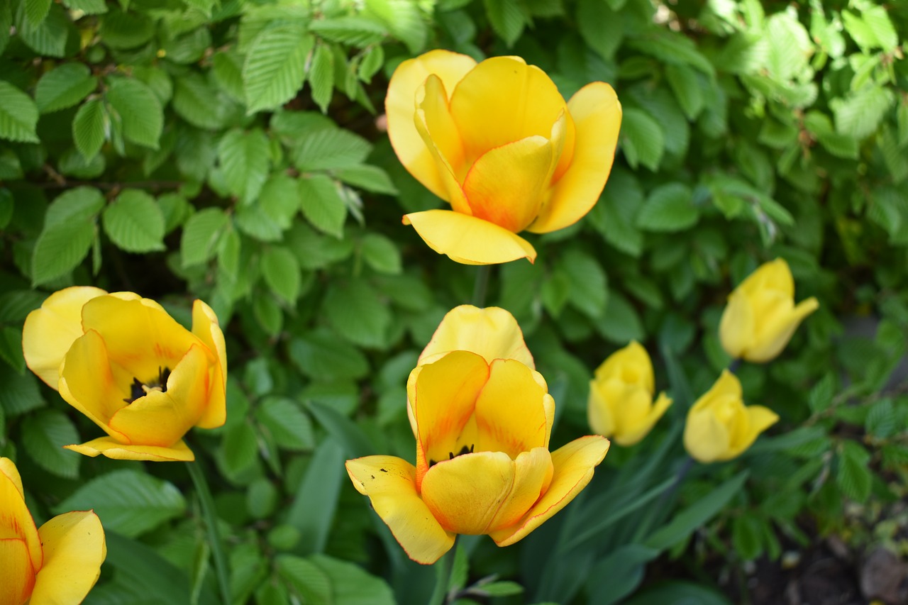 tulips  spring  garden free photo