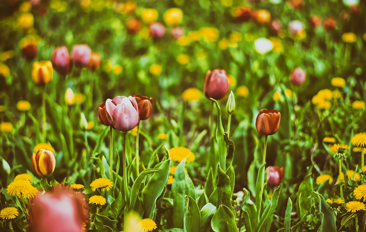 tulips  field  flowers free photo