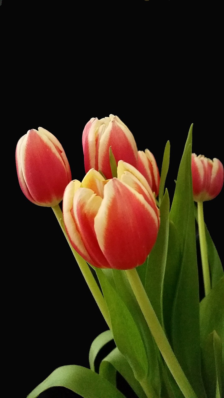 tulips  easter  spring free photo