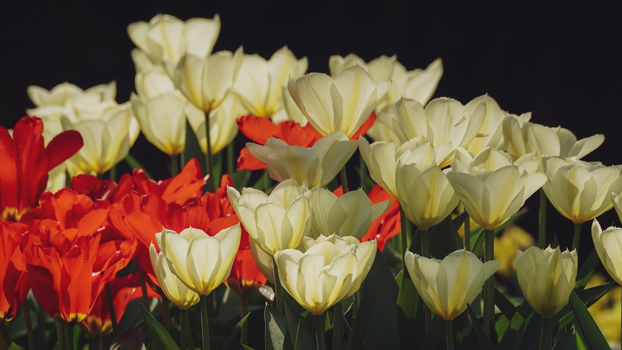 tulips  flowers  spring free photo