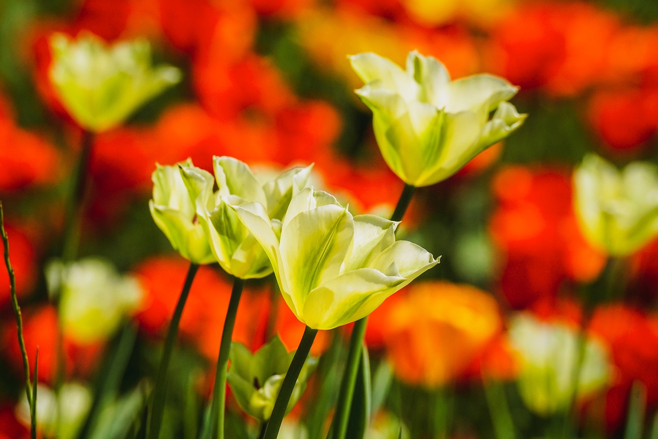 tulips  flowers  spring free photo