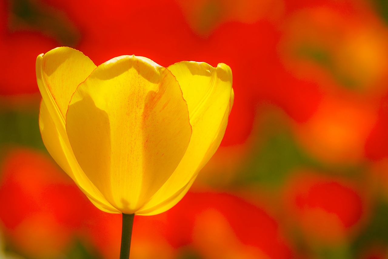 tulips  flowers  spring free photo