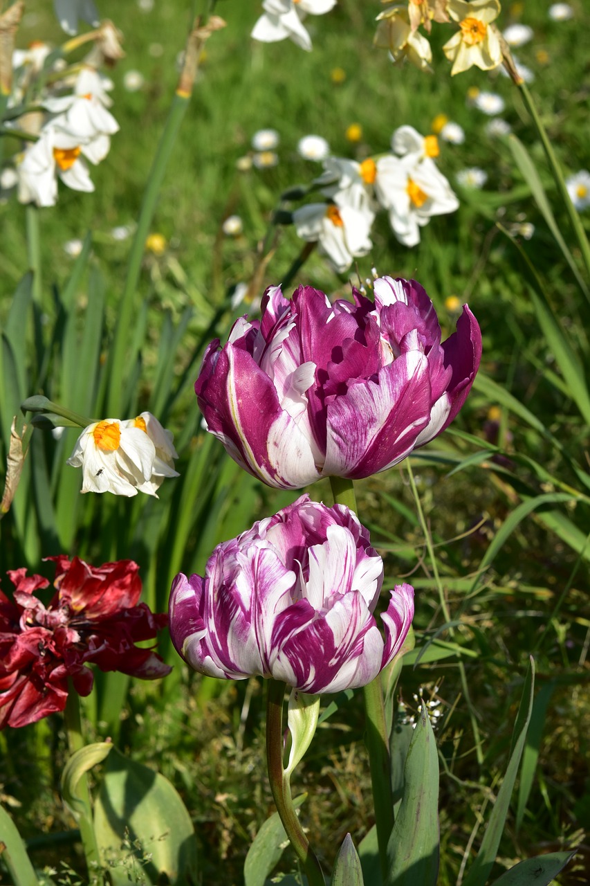 tulips  flowers  spring free photo