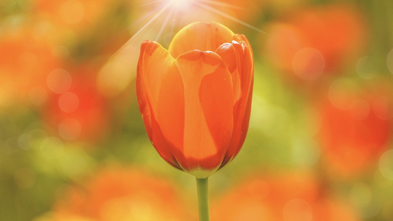 tulips  flowers  spring free photo