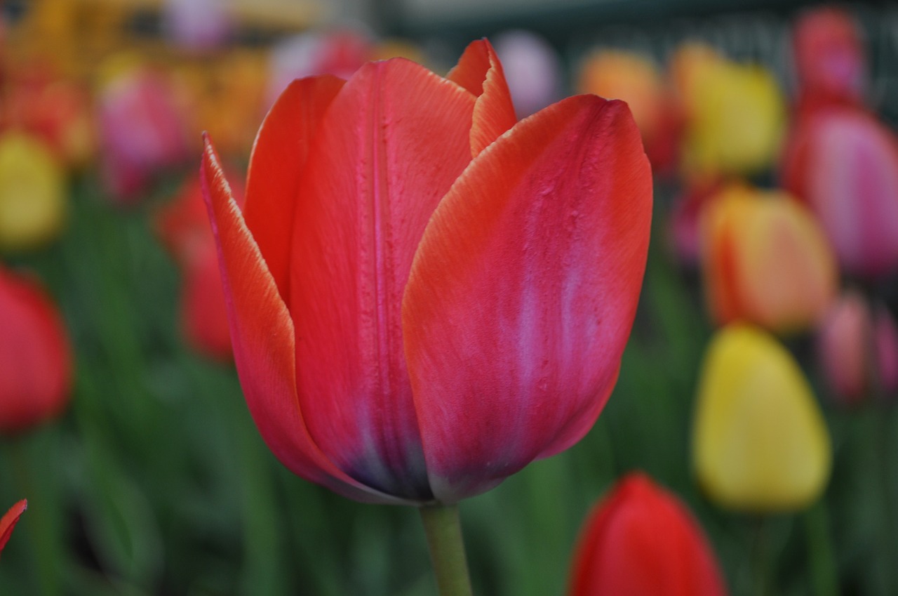 tulips  red  yellow free photo