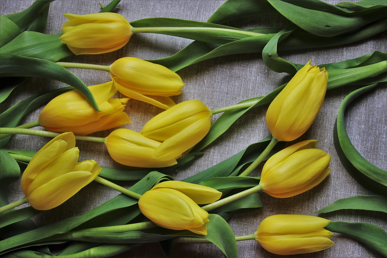 tulips  yellow  the background free photo