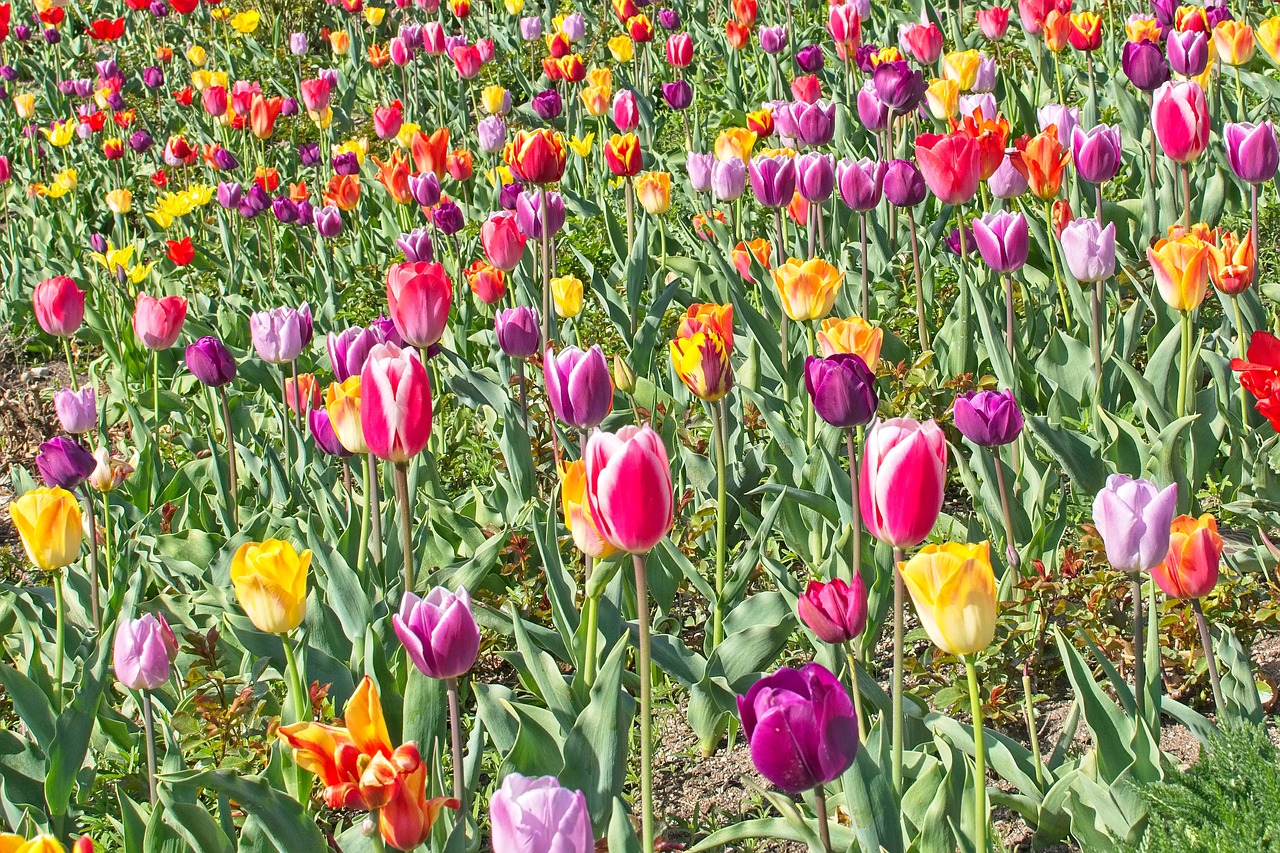 tulips  tulip field  spring free photo