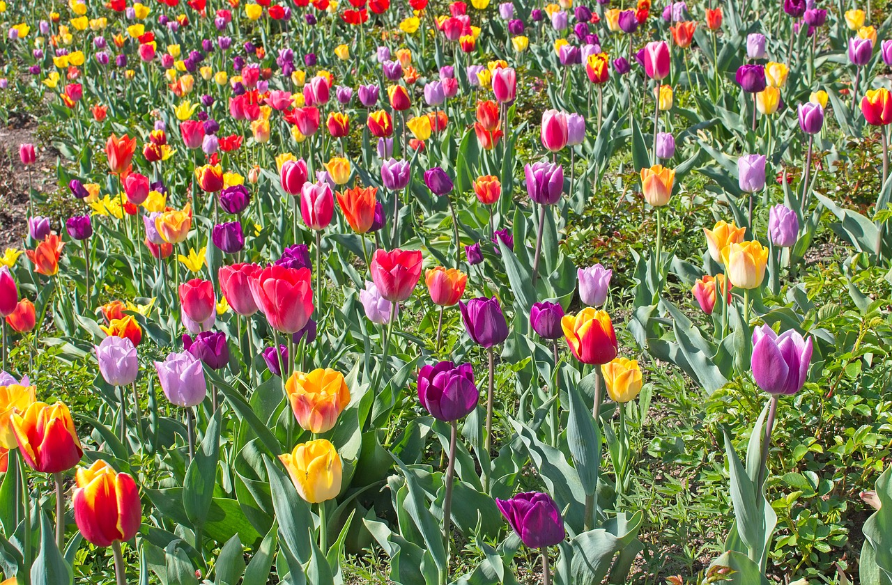 tulips  tulip field  spring free photo