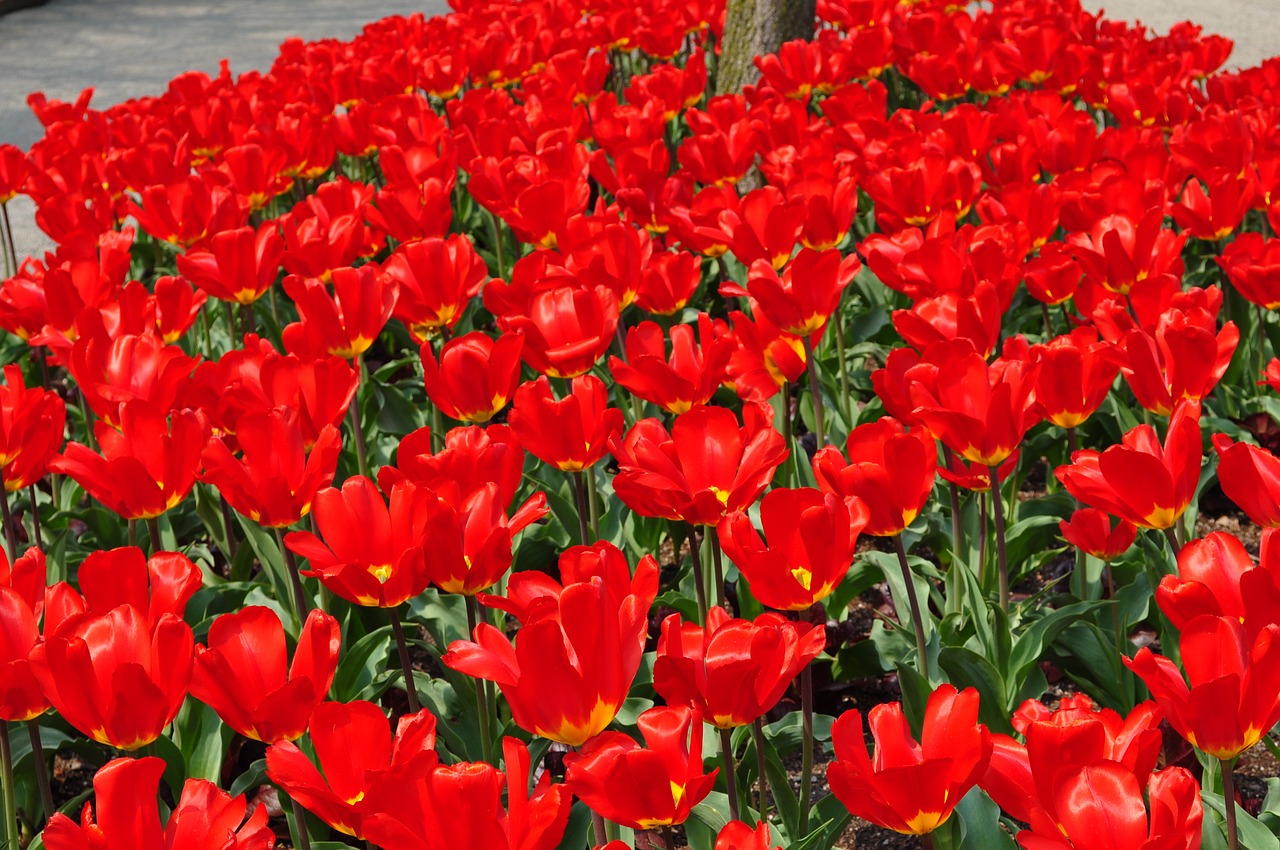 tulips  red  spring free photo