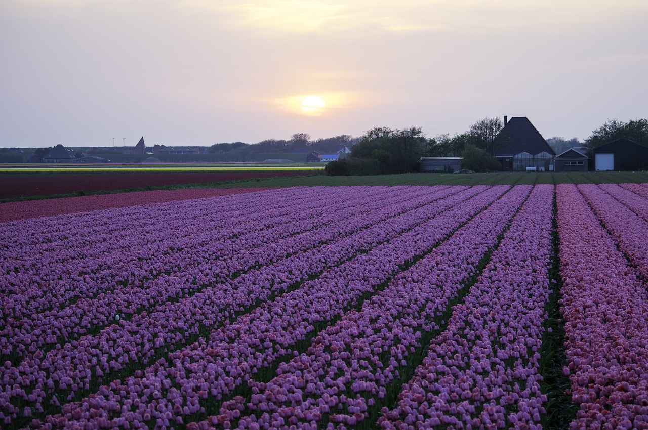 tulips  field  farmland free photo
