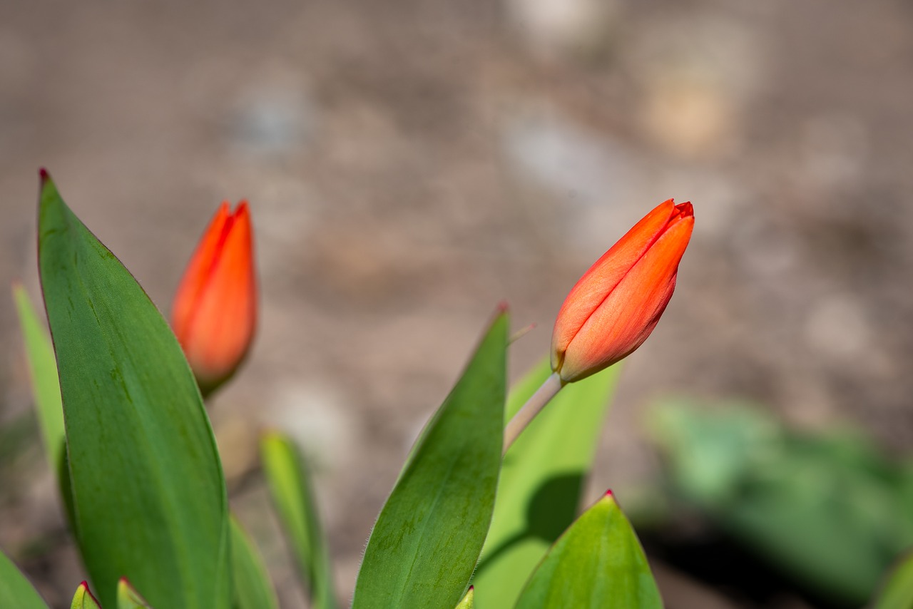 tulips  red  garden free photo