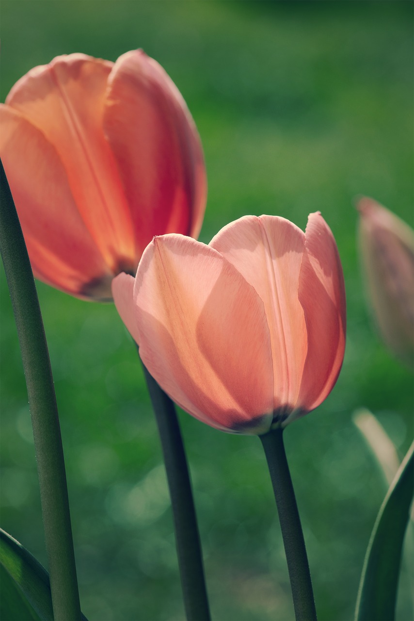 tulips  flowers  garden free photo