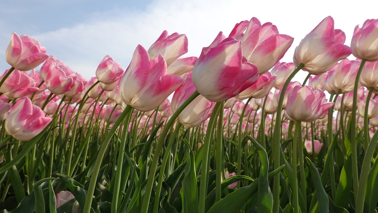 tulips  pink  tulip fields free photo