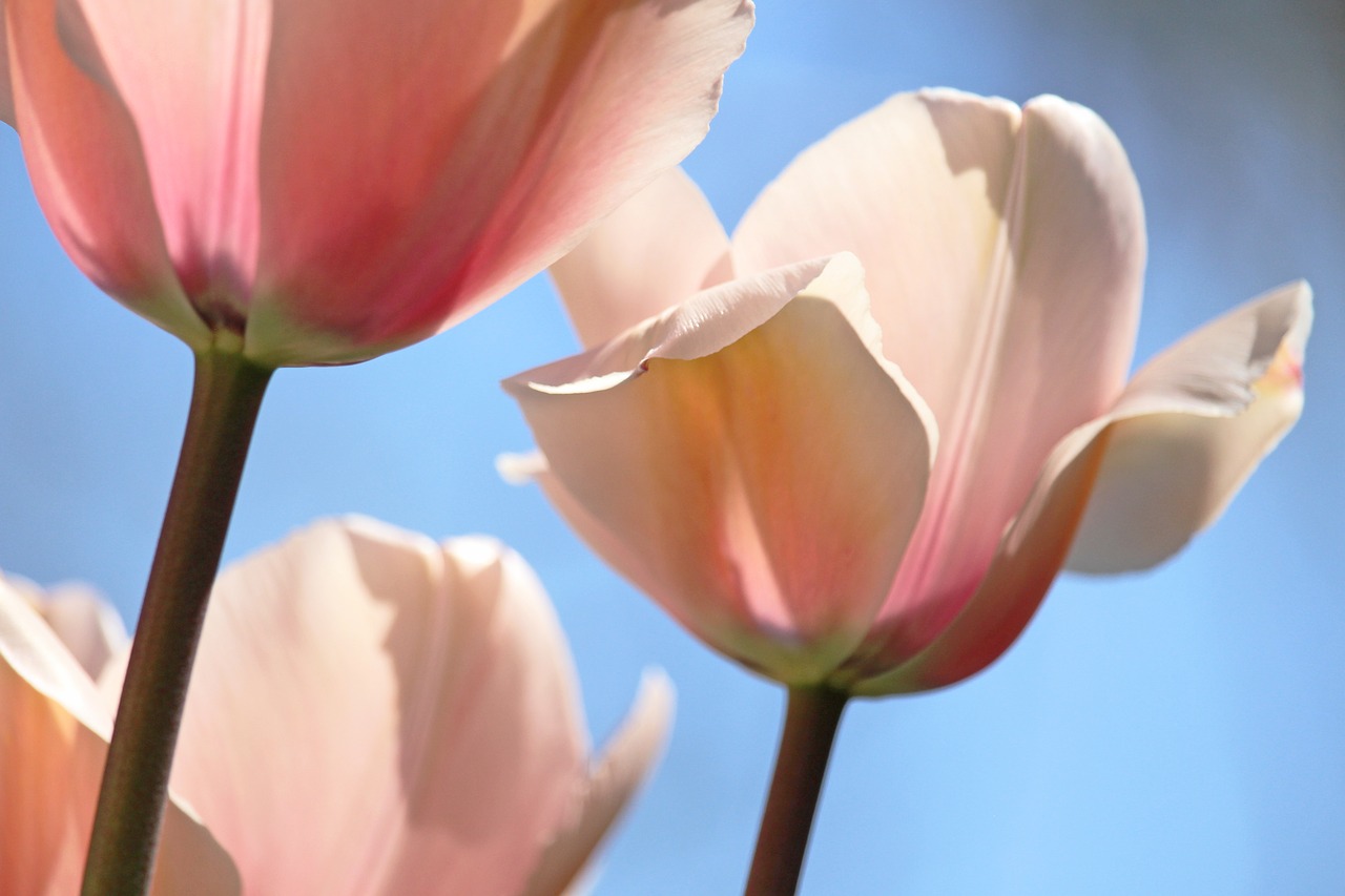 tulips  spring  april free photo