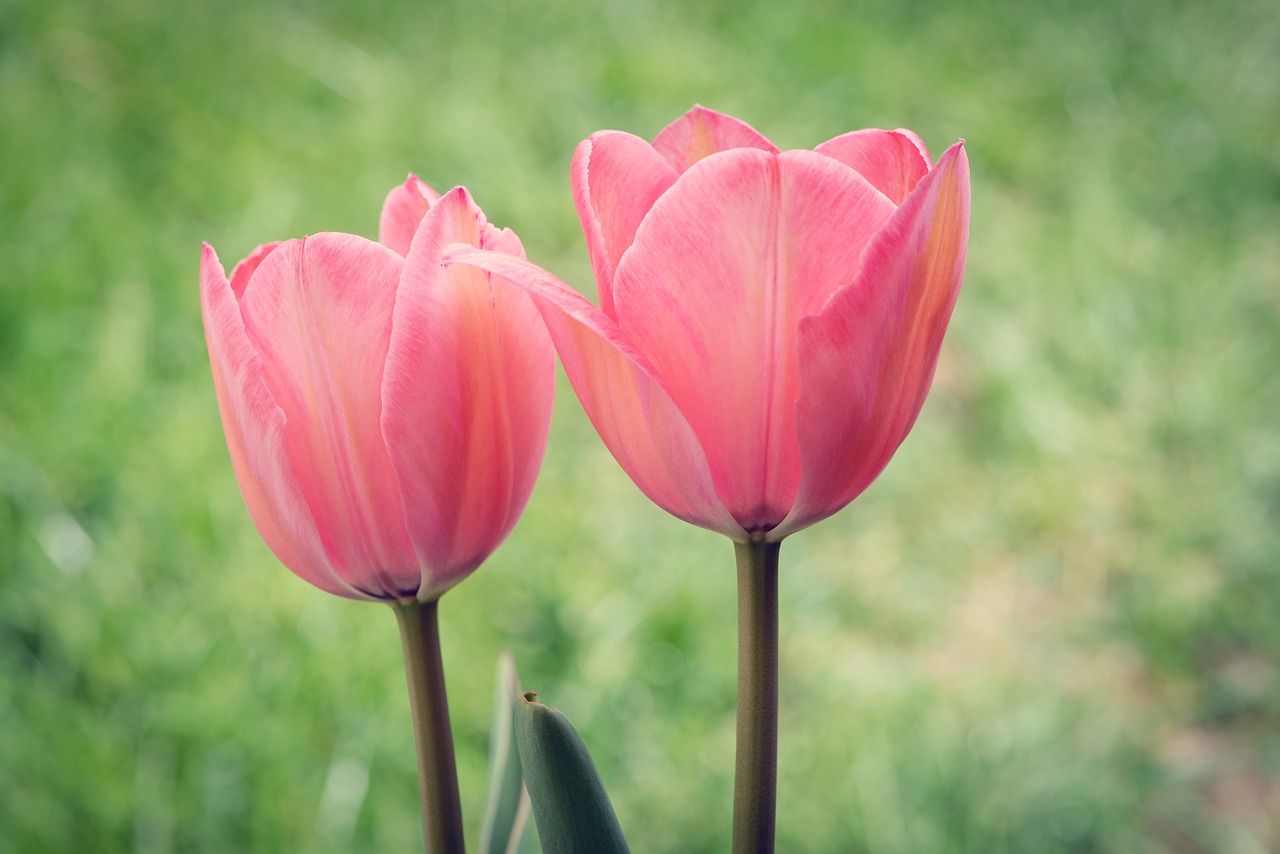 tulips  pink  two free photo