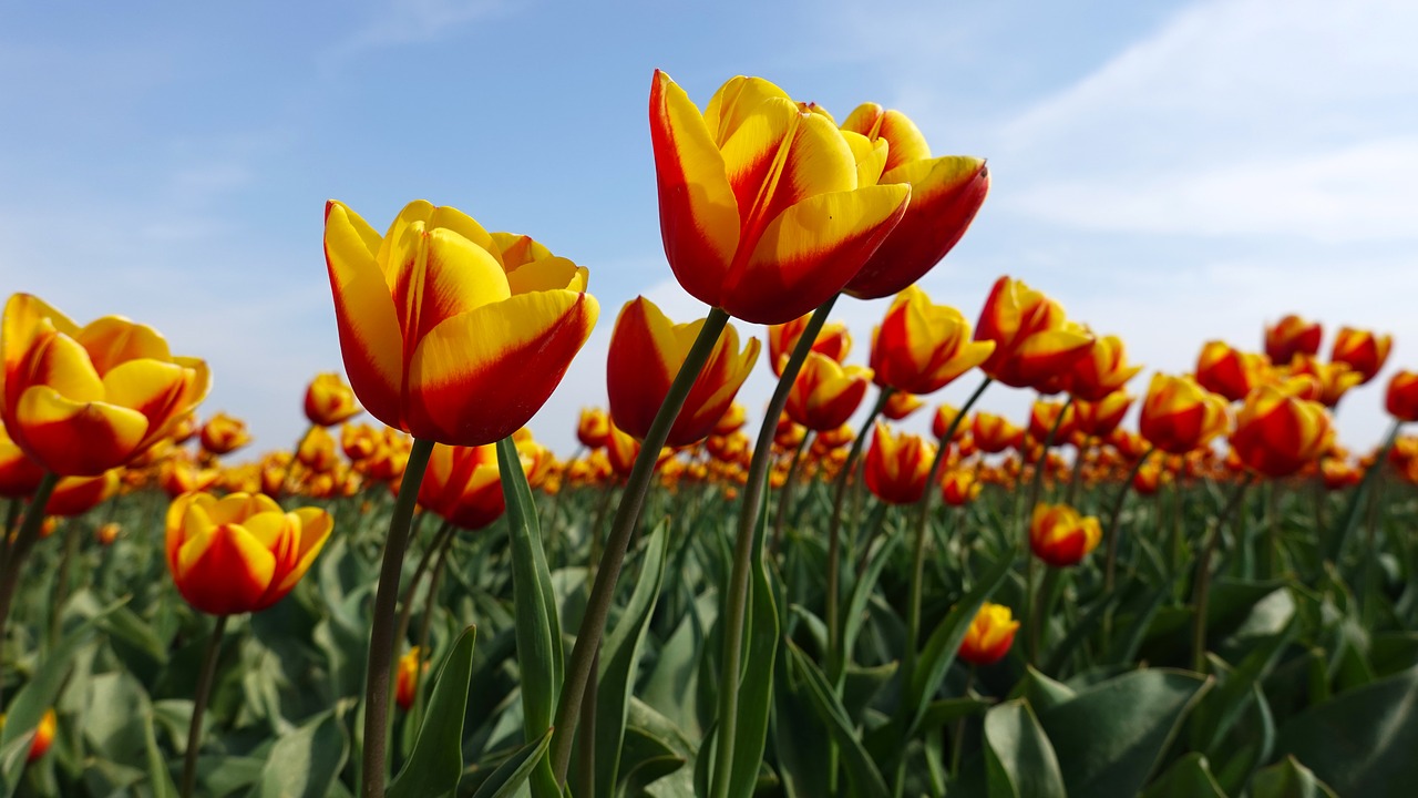 tulips  yellow  red free photo