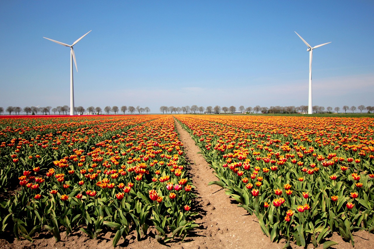 tulips  bulb  netherlands free photo