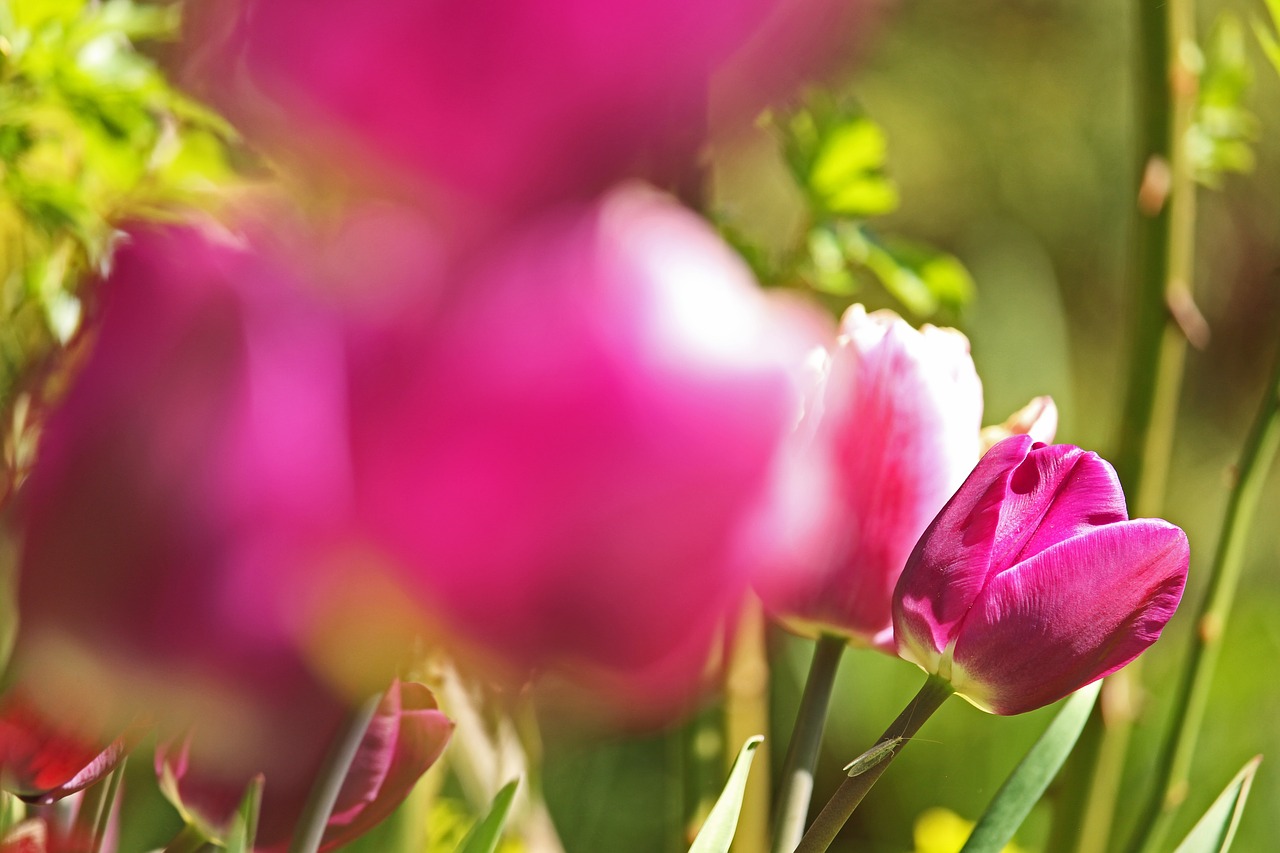 tulips  early bloomer  spring free photo