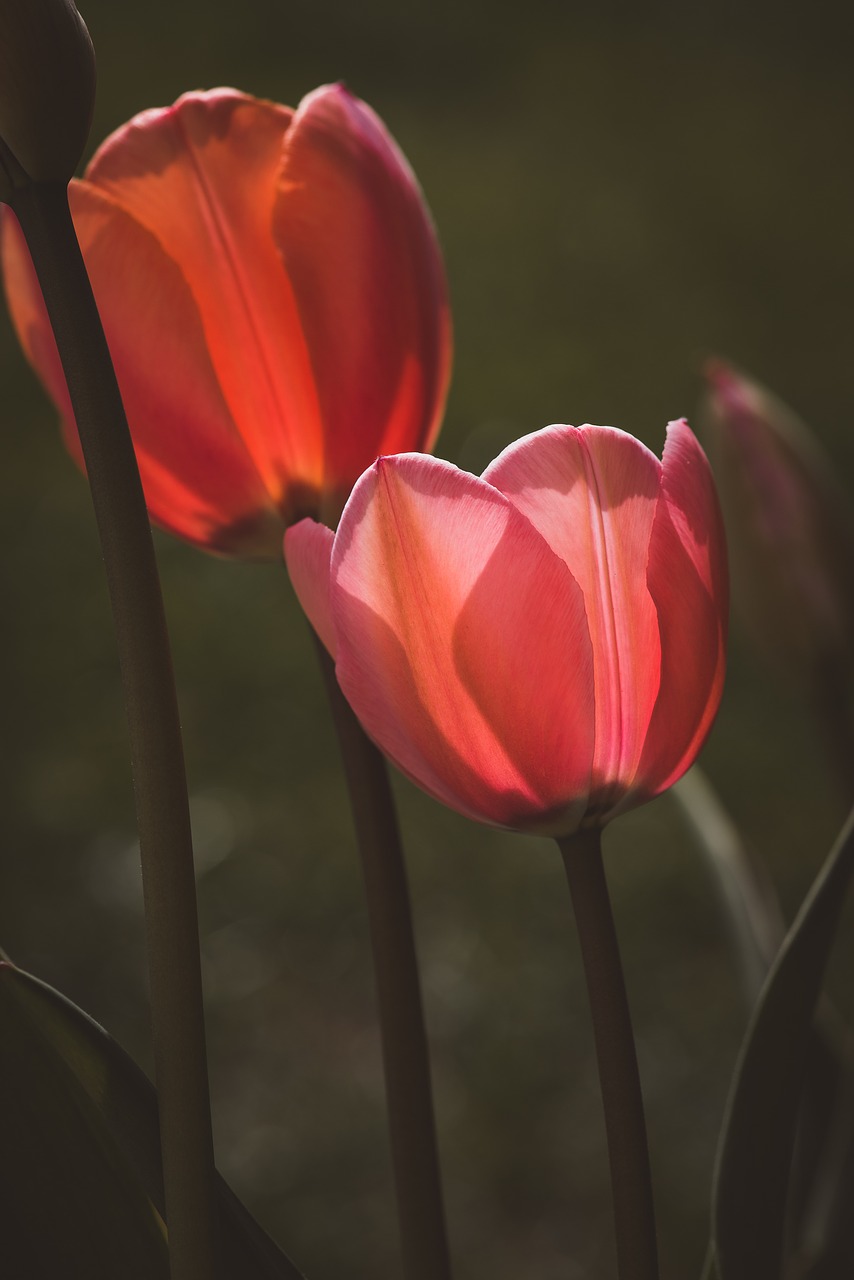 tulips  red  flowers free photo