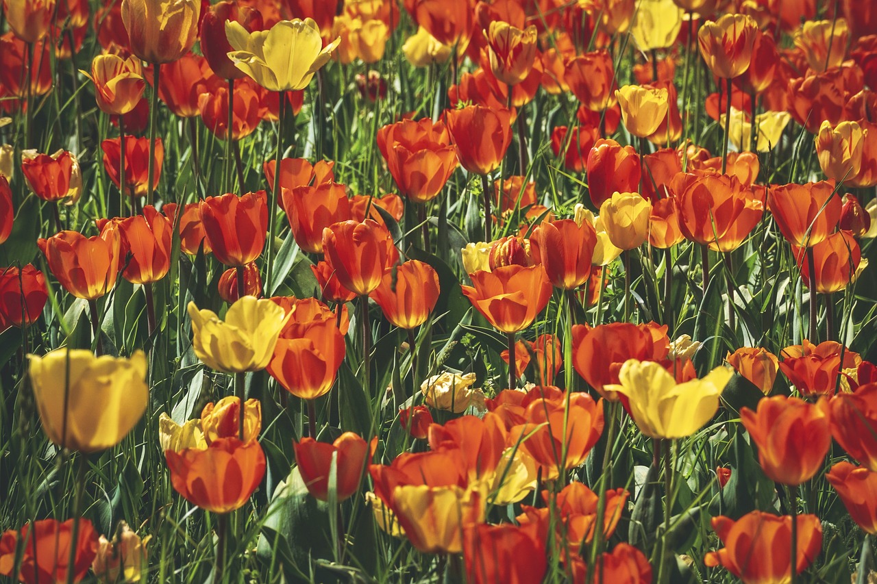 tulips  tulip field  field of flowers free photo