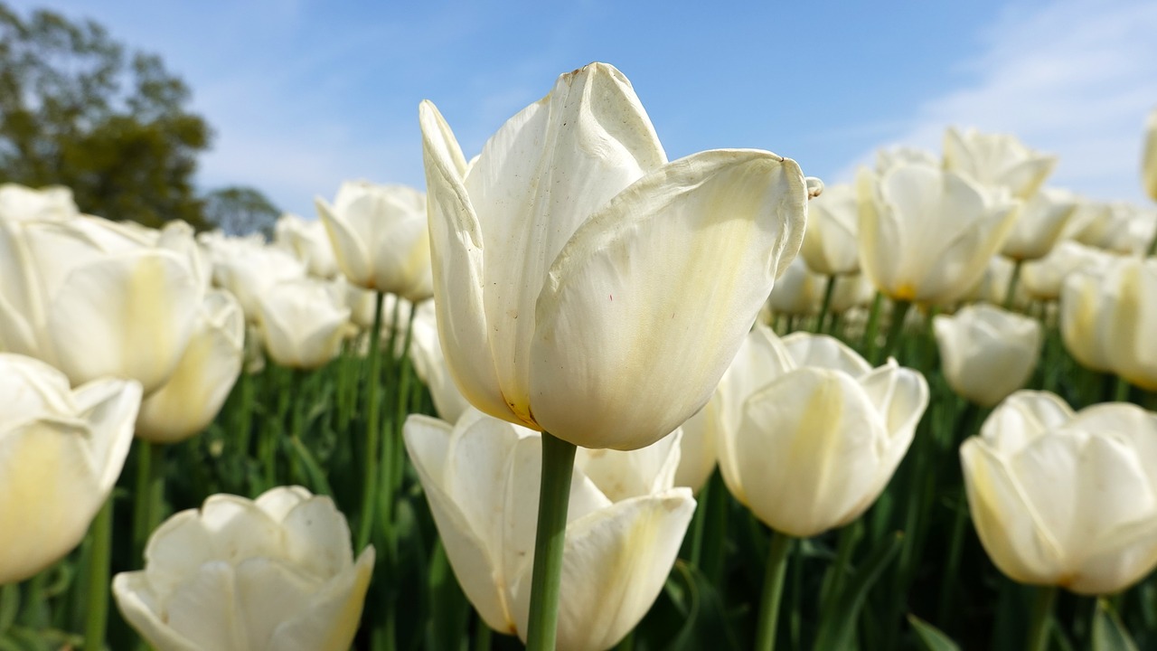 tulips  white  tulip fields free photo