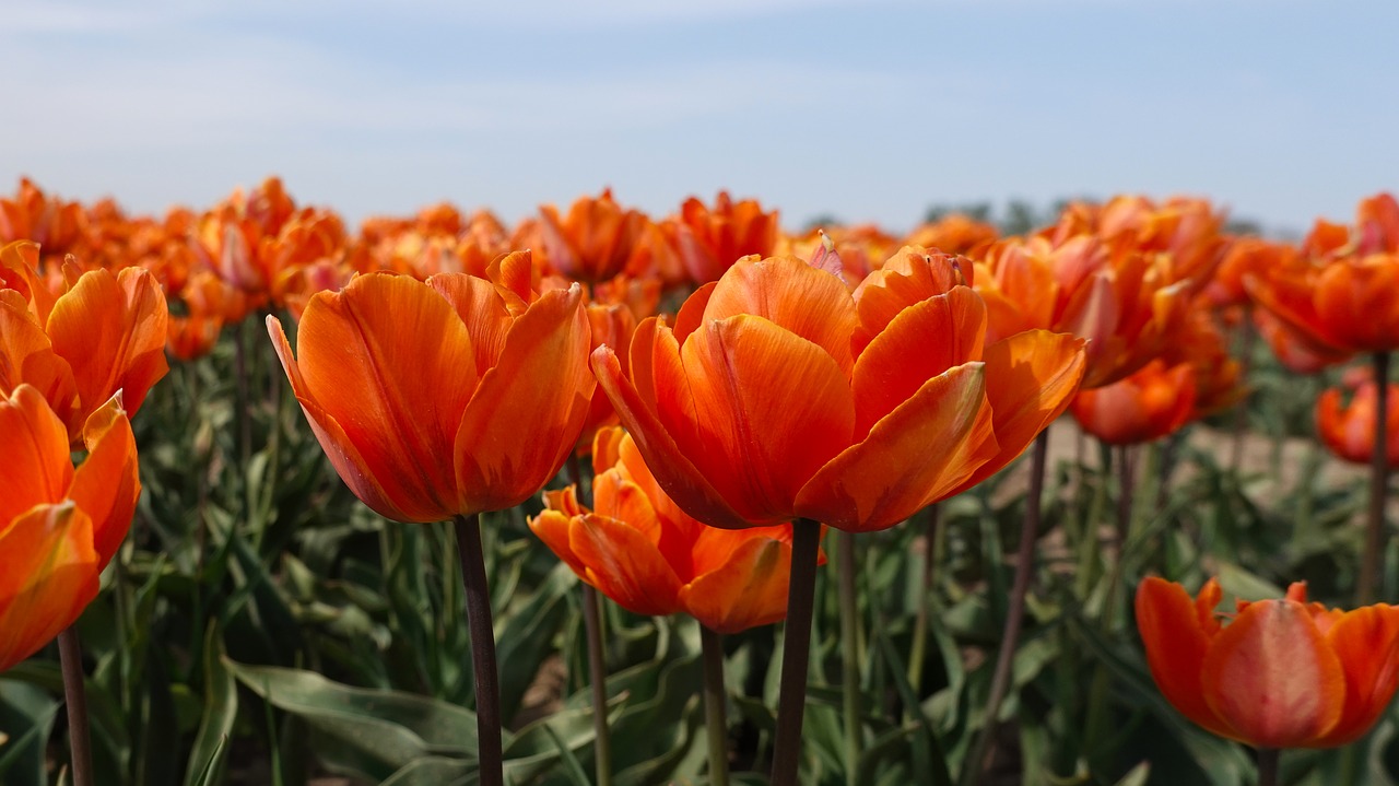 tulips  orange  tulip fields free photo
