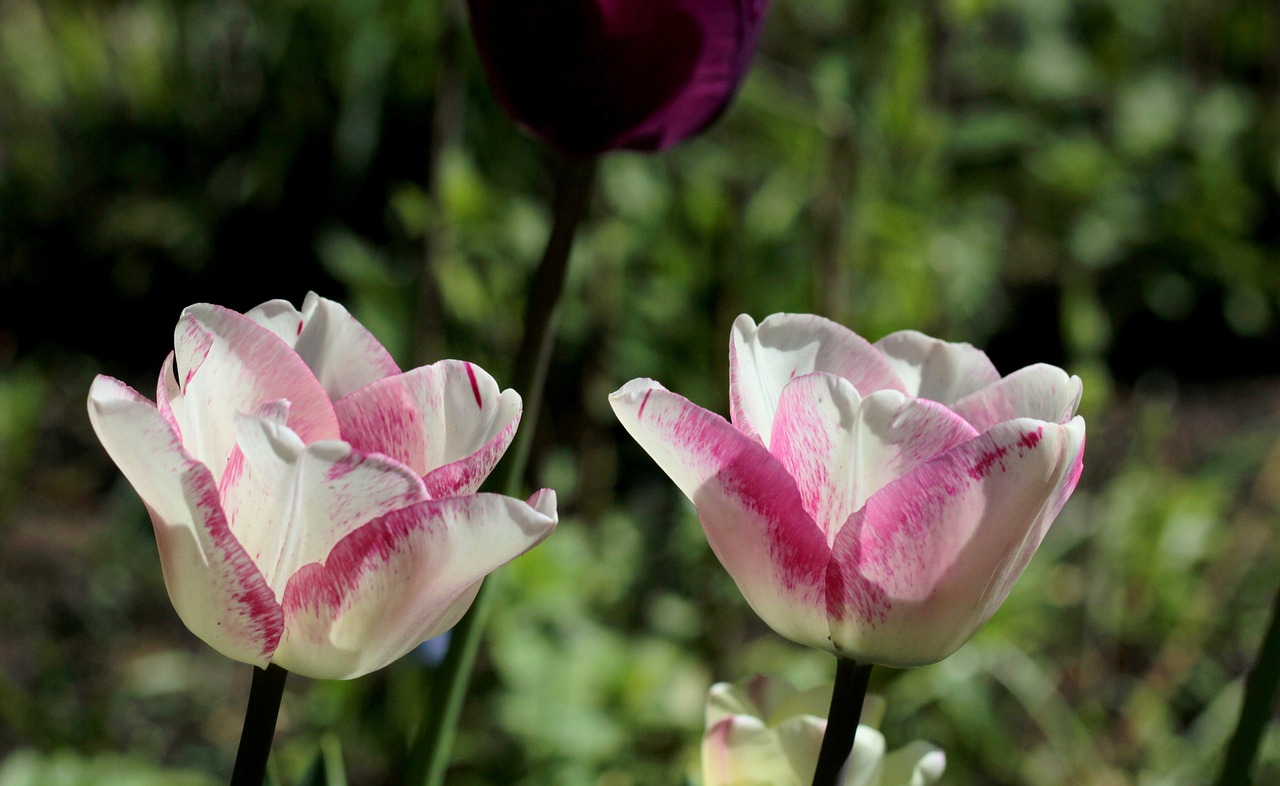 tulips  white  rose free photo