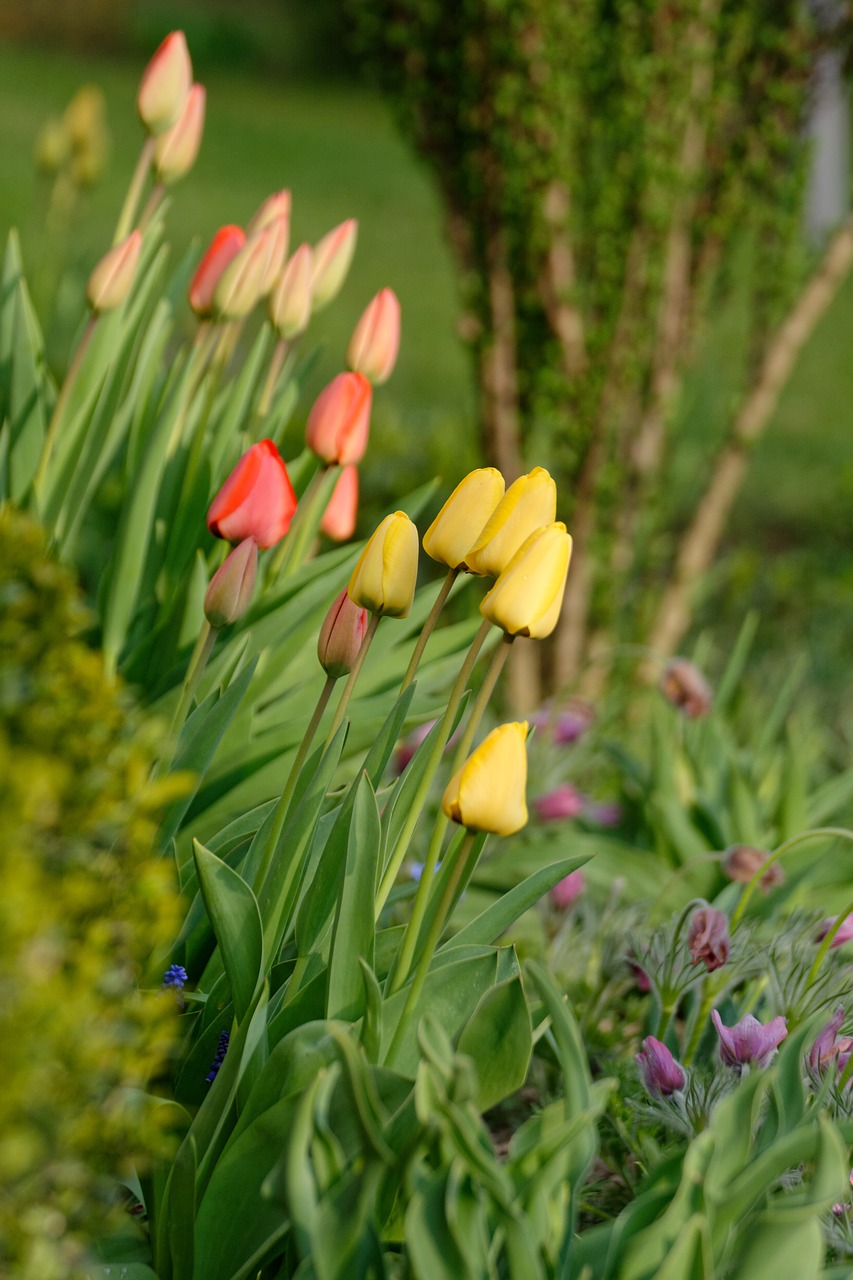 tulips  spring  flowers free photo