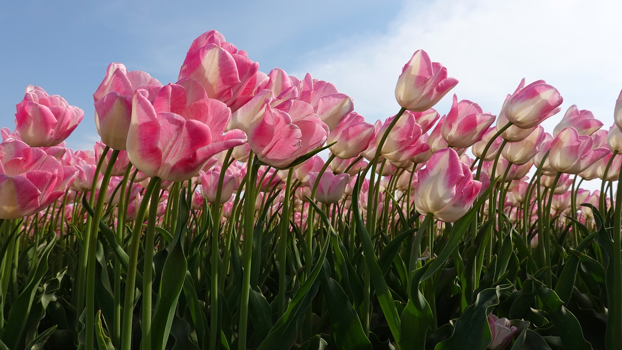 tulips  pink  tulip fields free photo
